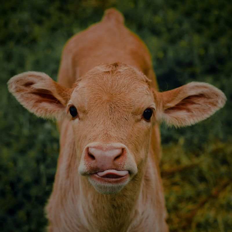 IngMar agri lopkopība 4